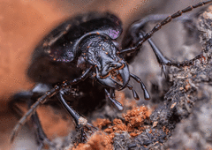 Carabus nemoralis