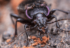 Carabus nemoralis