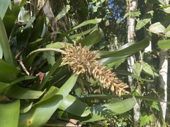 Aechmea coelestis