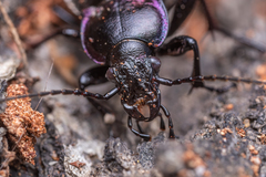 Carabus nemoralis