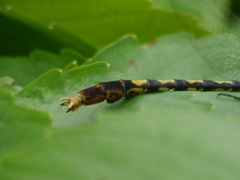 Arigomphus villosipes