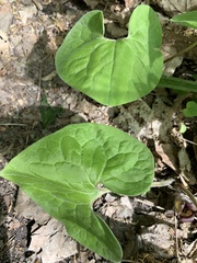 Asarum canadense reflexum