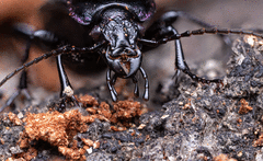 Carabus nemoralis