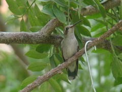 Cynanthus latirostris