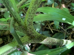 Scadoxus multiflorus katharinae