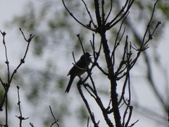 Curruca communis
