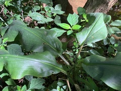 Scadoxus multiflorus katharinae