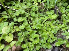 Hydrocotyle hirsuta