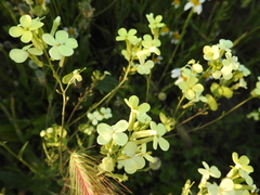 Biscutella auriculata