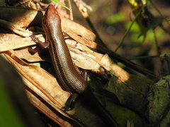 Plestiodon inexpectatus