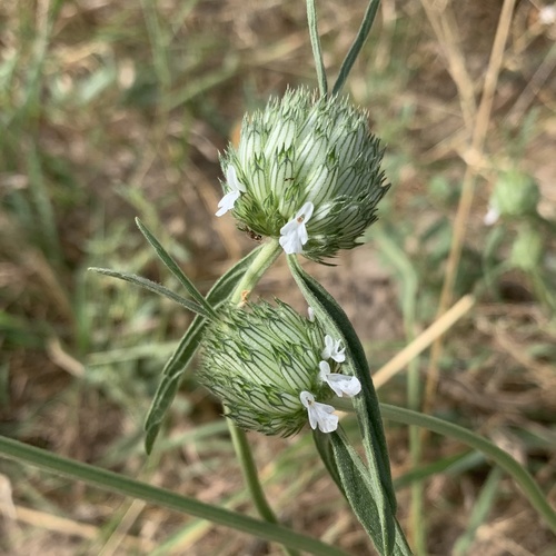 Acrotome angustifolia image