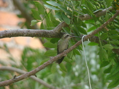 Cynanthus latirostris