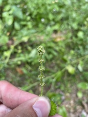 Hydrocotyle hirsuta