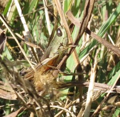 Amblytropidia australis