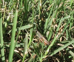 Amblytropidia australis