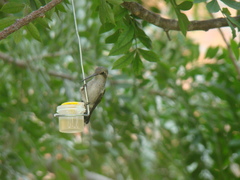 Cynanthus latirostris