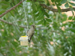Cynanthus latirostris