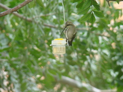 Cynanthus latirostris