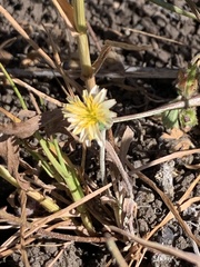 Microseris douglasii