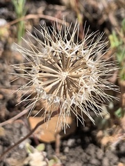 Microseris douglasii