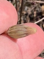 Microseris douglasii