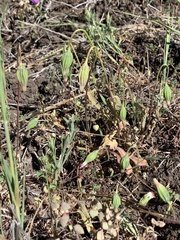 Microseris douglasii