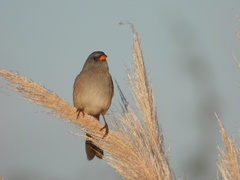 Embernagra platensis