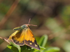 Colias electo