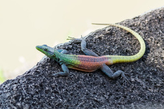 Platysaurus intermedius rhodesianus