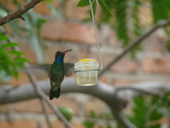 Cynanthus latirostris