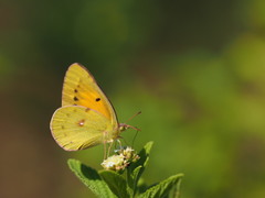 Colias electo