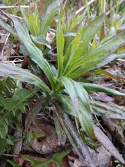 Epilobium