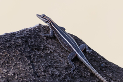 Platysaurus intermedius rhodesianus