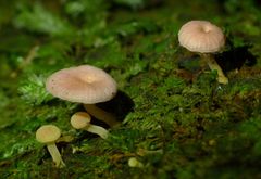 Insiticia roseoflava image