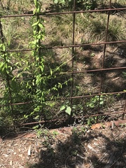 Metastelma barbigerum