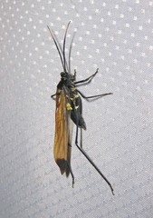 Aganacris nitida