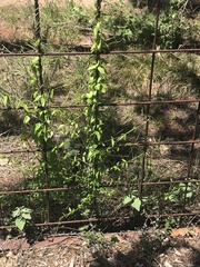 Metastelma barbigerum