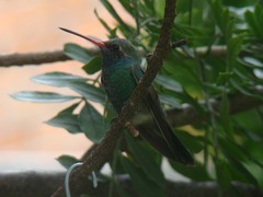 Cynanthus latirostris