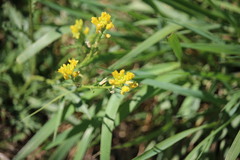 Rorippa sinuata