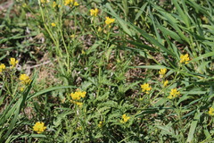 Rorippa sinuata