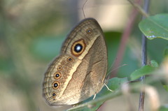 Brakefieldia perspicua