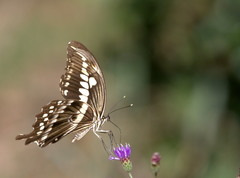 Papilio constantinus