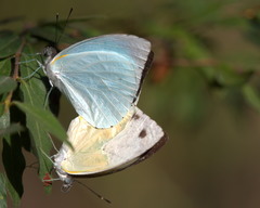 Nepheronia thalassina