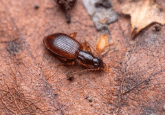 Oxypselaphus obscurus