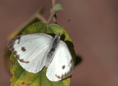Dixeia doxo parva