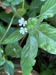 Phaulopsis imbricata