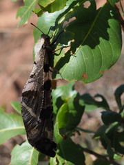 Lachlathetes moestus