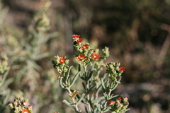Delosperma testaceum
