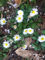 Bellis perennis