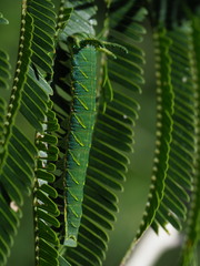 Polyura zoolina